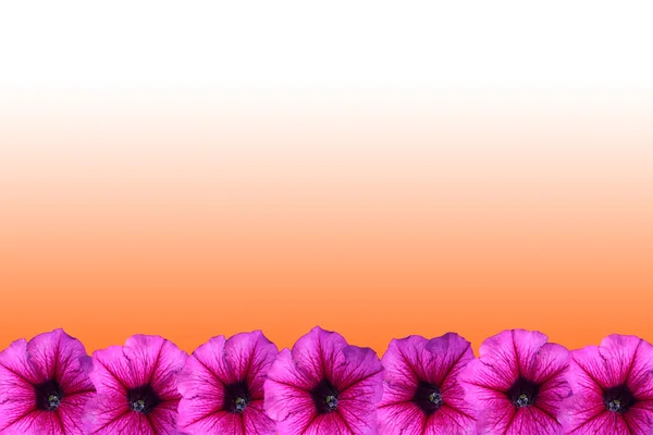 Petunya çiçek çerçeve — Stok fotoğraf