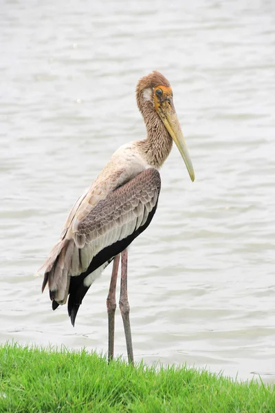 Gemalter Storch in freier Wildbahn — Stockfoto