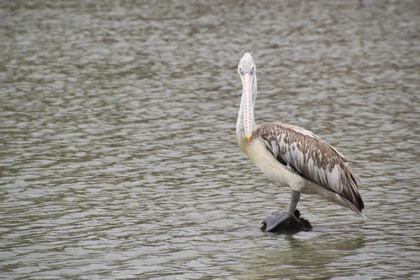 Fronsend gezicht piligan vogel — Stockfoto