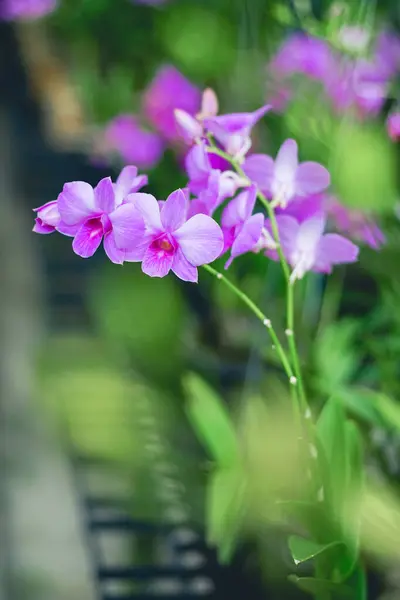 Gesloten Schot Mooie Paarse Orchidee Tuin — Stockfoto