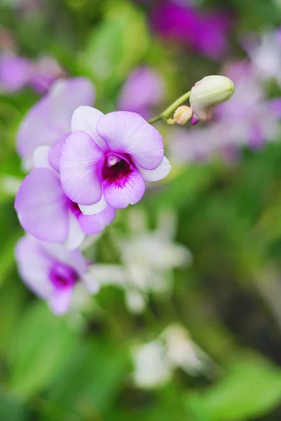 Gesloten Schot Mooie Paarse Orchidee Tuin — Stockfoto