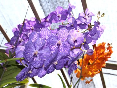 Mor orkide