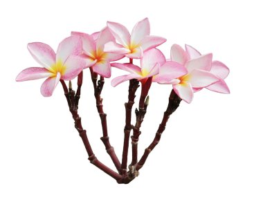 İzole pembe Plumaria