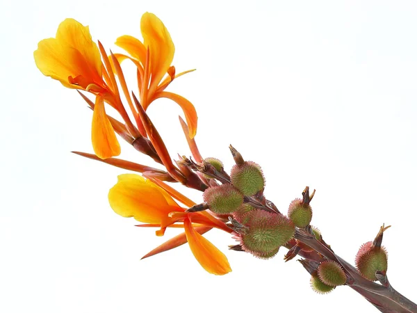 Цветок канны апельсина или индийский кадр — стоковое фото