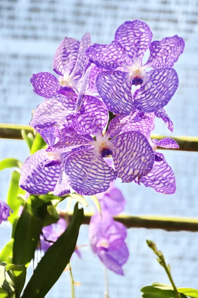 Lila orchidea — Stock Fotó
