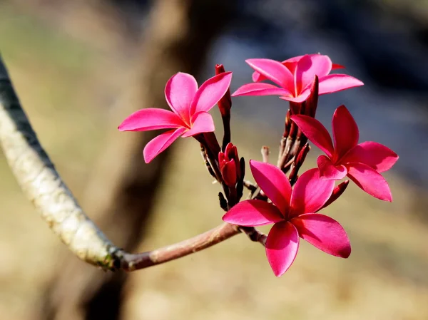 Frangipani vermelho ou plumeria — Fotografia de Stock