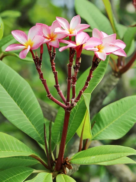 Plumaria rosa — Foto de Stock