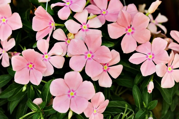 Pink Periwinkle Flower — Stock Photo, Image