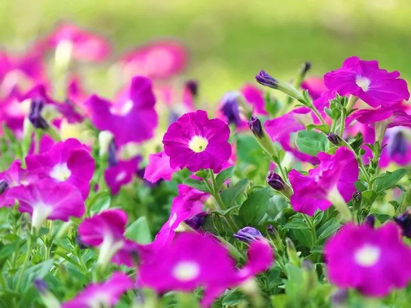 Petunia Flower — Stock Photo, Image