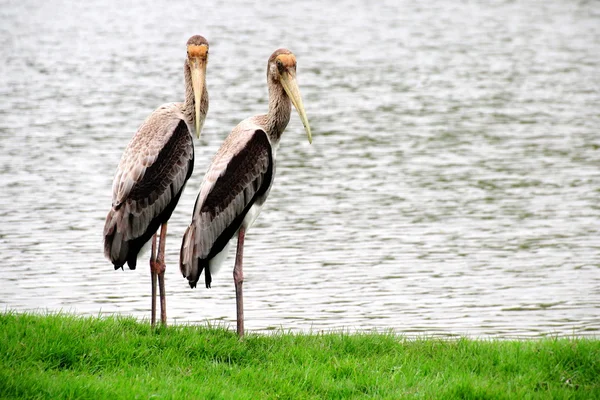 Gemalter Storch — Stockfoto