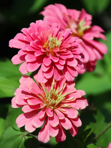 Zinnia Flower, African daisy - Zinnia violacea — Stock Photo, Image
