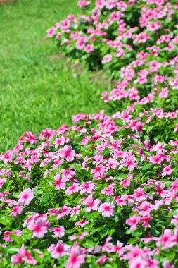 pembe salyangozu çiçek