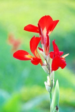 Kırmızı Canna çiçek - Hint atış