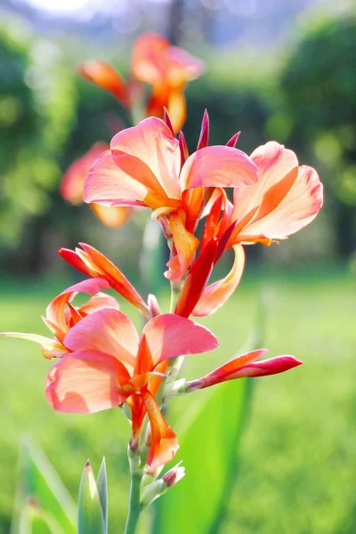 Naranja Canna Flower - tiro indio — Foto de Stock