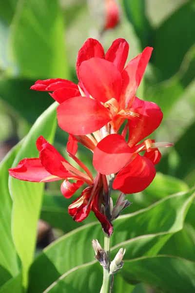 Κόκκινο λουλούδι Canna - ινδική πυροβολισμό — Φωτογραφία Αρχείου