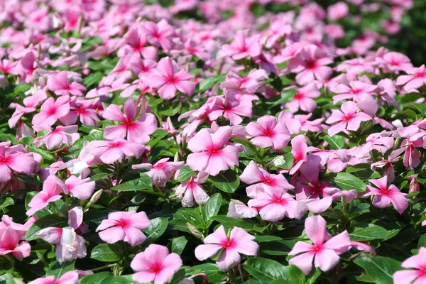 Pink Periwinkle Flower — Stock Photo, Image