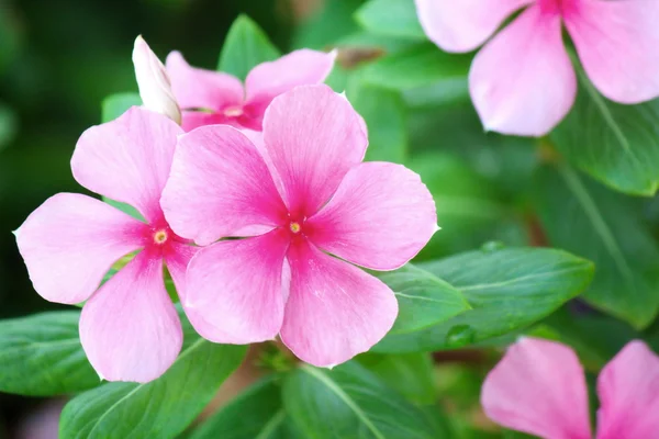 Pink Periwinkle Flower — Stock Photo, Image