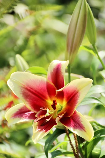 Цветок Лили — стоковое фото