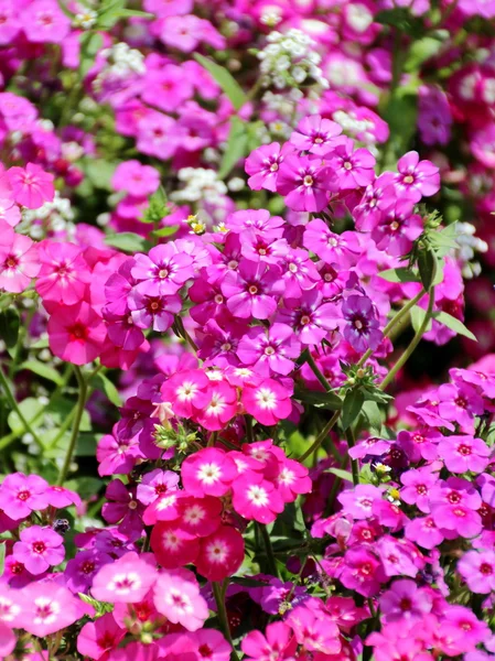 Phlox flower — Stock Photo, Image