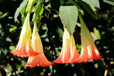 Melek trompet, Brugmansia, Datura çiçek