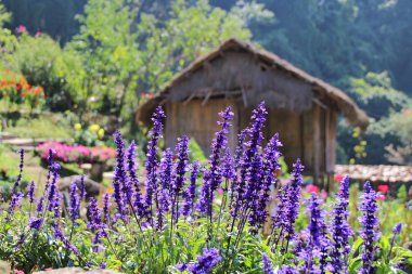 Mavi Ada çayı çiçek