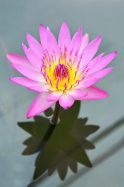 pembe lotus
