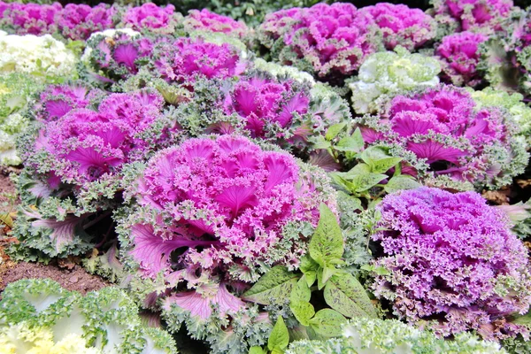 Süs Kale, kale çiçekli