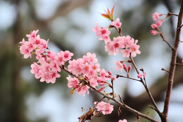 Flor de cerezo del Himalaya salvaje —  Fotos de Stock