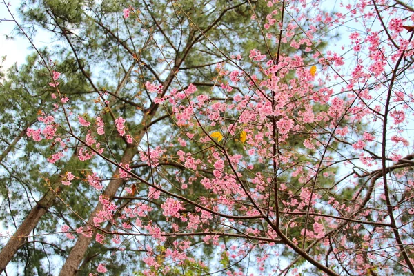 Wild Himalaya cherry bloem — Stockfoto