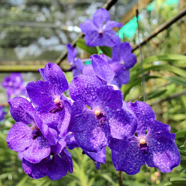 Thai Orchid — Stock Photo, Image