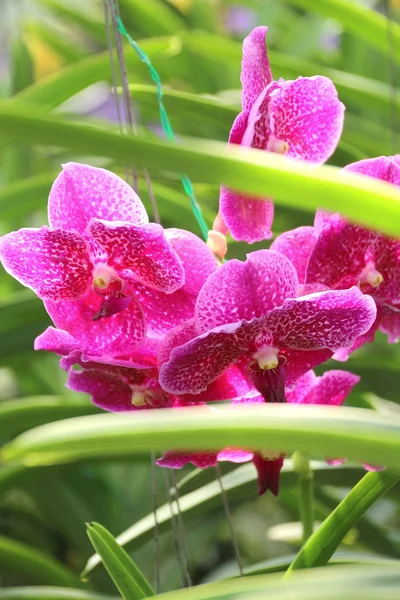 Тайская орхидея — стоковое фото