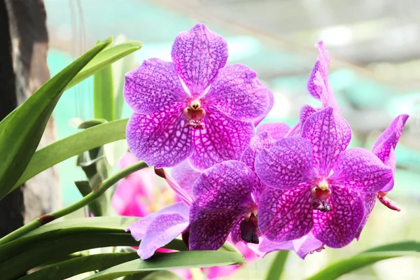 Orquídea tailandesa — Fotografia de Stock