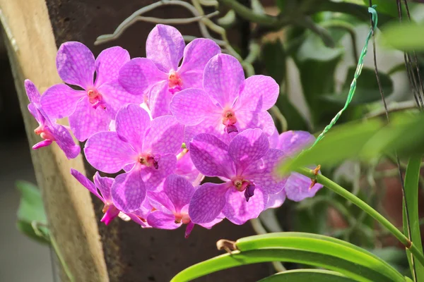 Thai orchid — Stockfoto