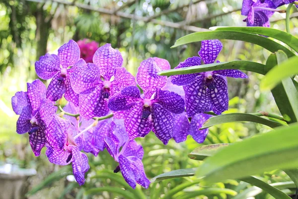 Orquídea tailandesa — Fotografia de Stock