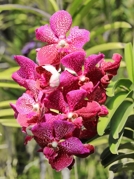 Тайская орхидея — стоковое фото