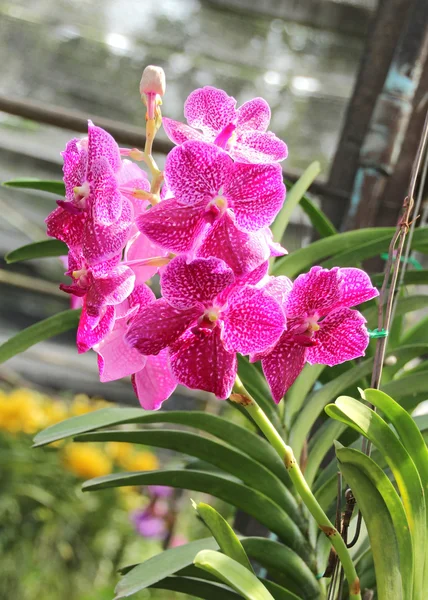 Orquídea tailandesa — Fotografia de Stock