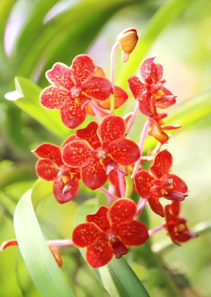 Thai orchid — Stockfoto