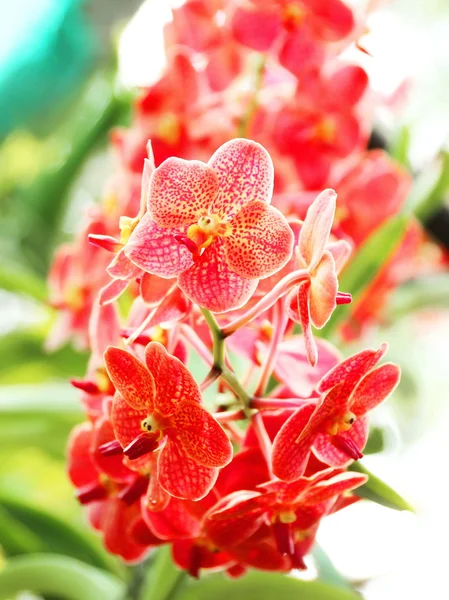 Orquídea tailandesa — Foto de Stock