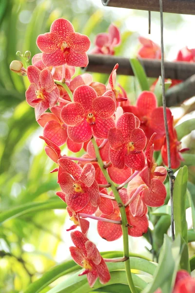 Thajská orchid — Stock fotografie
