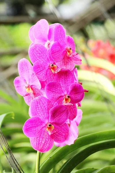 Thajská orchid — Stock fotografie