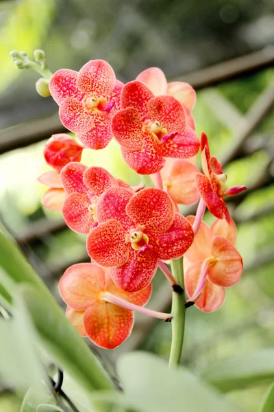 Orquídea tailandesa — Foto de Stock