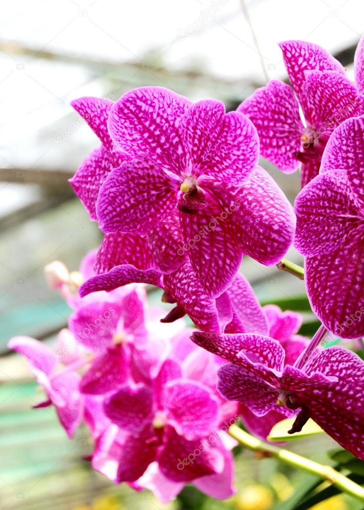 Orquídea tailandesa fotos de stock, imágenes de Orquídea tailandesa sin  royalties | Depositphotos