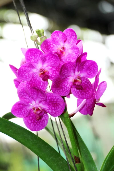 Orchidée thaïlandaise — Photo