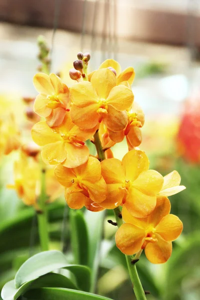 Thai orchid — Stockfoto