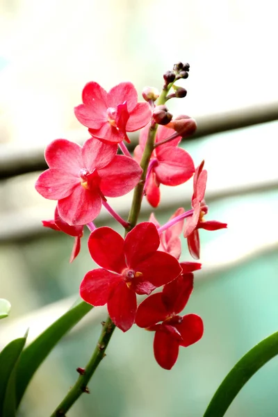 Tajski orchid — Zdjęcie stockowe