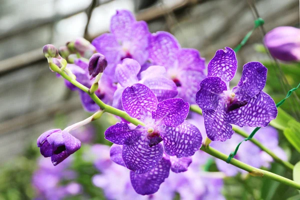 Thajská orchid — Stock fotografie