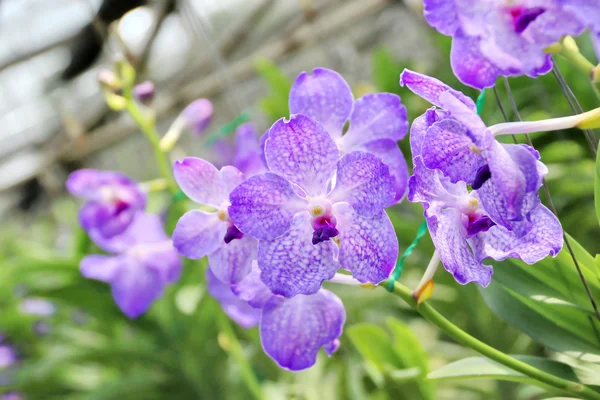 Thai orchid — Stockfoto