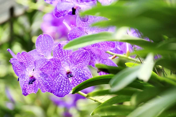 Thai orchid — Stockfoto