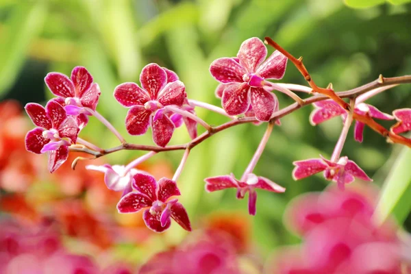 Orquídea tailandesa — Foto de Stock