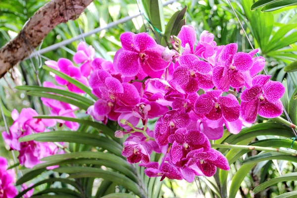 Orquídea tailandesa — Fotografia de Stock